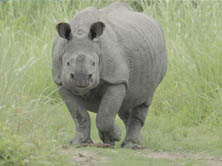 How The Rhino Got A Temper